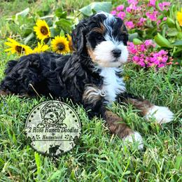 Phantom - Phantom male Bernedoodle puppy in Graham, Texas from 2 Rose Ranch Doodles