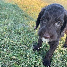 Stetson - Chocolate male Australian Labradoodle puppy in Eagle, Wisconsin from Fruitful Beginnings,LLC
