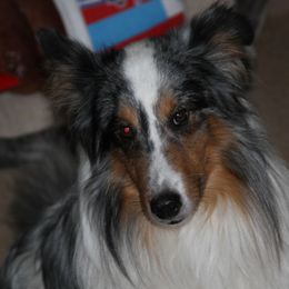 Shetland Sheepdog All Grown Up from Stafford Shelties