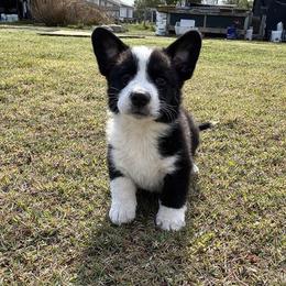 Austin - Black and white male Cardigan Welsh Corgi puppy in Kerens, West Virginia from Leather & Lace