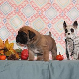 Boy 1 - Fawn Perro de Presa Canario puppy in Winfield, Missouri from Canarian Bull Kennel
