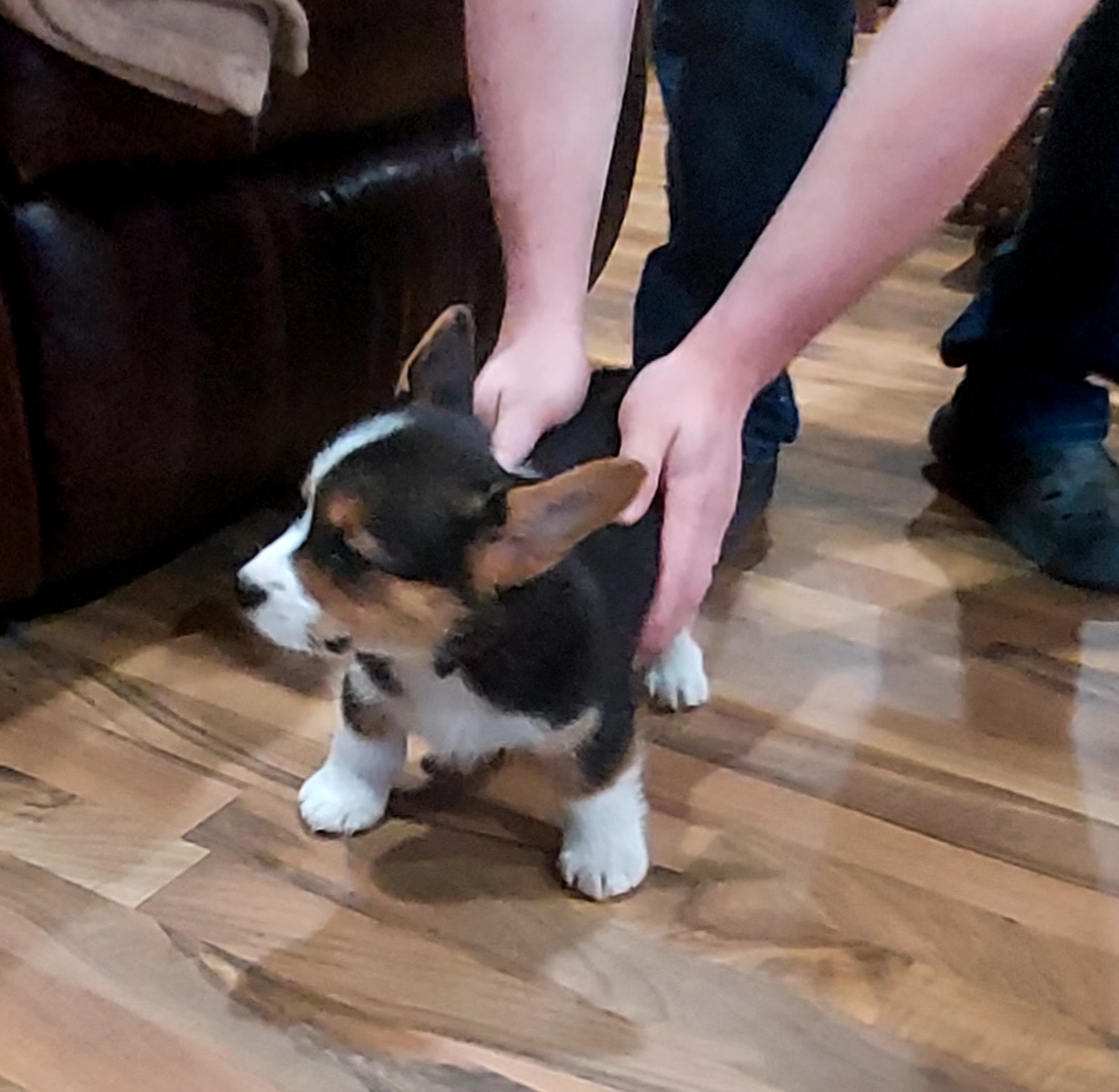 Pembroke Welsh Corgi Puppies from Rees Corgis