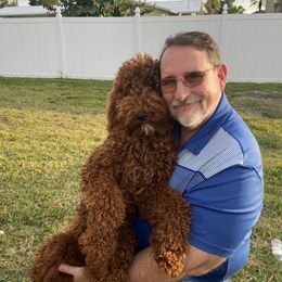 Hunny - Goldendoodle