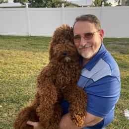 Hunny - Goldendoodle