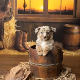 Teeter - Red merle female Australian Shepherd puppy in Kathleen, Georgia from CM Farm