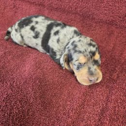 Carly - Dapple female Dachshund puppy in Berry, Alabama from Whisper Gray