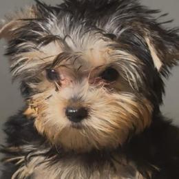 Benito - Black and gold male Yorkshire Terrier puppy in San Diego, California from BC Breeders Association