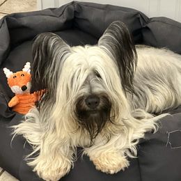 Nadja - Skye Terrier
