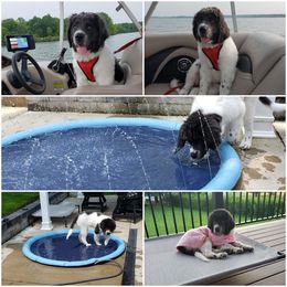 Newfoundland, Newfypoo, and Sheepadoodle Puppies from Sweet Creek Pups