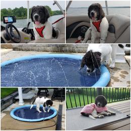 Newfoundland, Newfypoo, and Sheepadoodle Puppies from Sweet Creek Pups