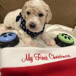 Louie - Parti male Poodle puppy in Mobile, Alabama from Semmy’s Standard Poodle LLC