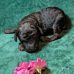 Flint - Black and tan male Cockapoo puppy in Sunset, Louisiana from Cano Cockapoos