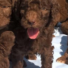 Dachshunds and Poodles from Paragon Puppies