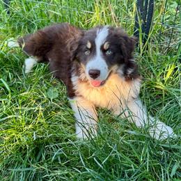 Taz - Red tri-color male Australian Shepherd puppy in Camas, Washington from Sayre Australian Shepherds