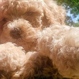 Indy - Apricot female Goldendoodle puppy in Red Oak, Iowa from Fisher Pups-Stay Golden with a Doodle