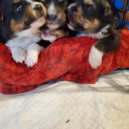 Miniature Australian Shepherd puppies from M&B Mini Aussies