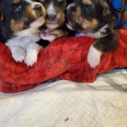 Miniature Australian Shepherd puppies from M&B Mini Aussies