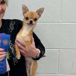 Wrangler - Red Chihuahua puppy in Indianapolis, Indiana from Bellastaff