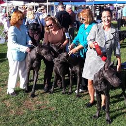 Great Dane Puppies from Coleridge Blue Great Danes