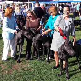 Great Dane Puppies from Coleridge Blue Great Danes