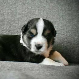 Miniature Australian Shepherd and Toy Australian Shepherd Puppies from Rhinestone Ranch