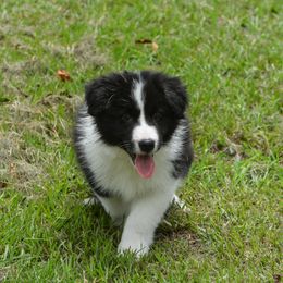 Border Collie Puppies from Shorewind Border Collies