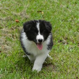 Border Collie Puppies from Shorewind Border Collies