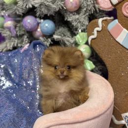 Maybelline - Chocolate and tan female Pomeranian puppy in Stockton, California from Pommiepalace