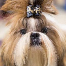 Haley - Shih Tzu