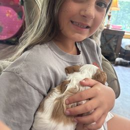 Cavalier King Charles Spaniel Puppies from Royal Country Cavaliers of Missouri