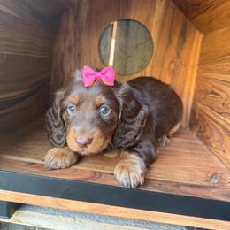 Chocolate and tan female - Chocolate and tan female Dachshund puppy in South Willard, Utah from Doxies in the Sun