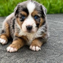 Roman - Blue merle male Toy Australian Shepherd puppy in Leitchfield, Kentucky from Legendmaker MAS