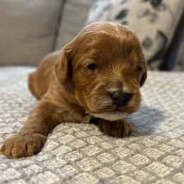 Girl 1 pink - Apricot female Cavapoo puppy in Orion, Illinois from Poppy Garden Doodles