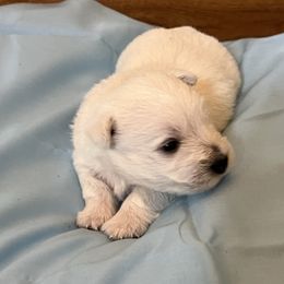 Boy 1 - White male West Highland White Terrier puppy in Cottonwood, Texas from Davis Westies