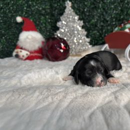 Violet girl - Phantom female Bernedoodle puppy in Modesto, California from Two Doods Doodles