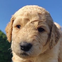 Blue Collar - Cream male Goldendoodle puppy in Willow Springs, Missouri from Todd Family Homestead