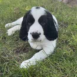 Vision - White and black male English Springer Spaniel puppy in Torrington, Wyoming from Wyoming Springer Spaniels