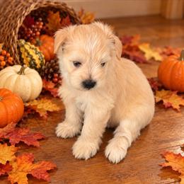 Twilight - Wheaten female Miniature Schnauzer puppy in Daisetta, Texas from Winfree’s Schnauzers