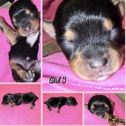 Girl 3 - Black and tan female Yorkshire Terrier puppy in Gatesville, Texas from Schultz Yorkies byGrace