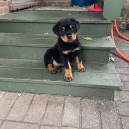 Rottweiler Puppies from Von Alley Rottweilers