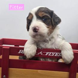 Pitter - Blue merle female Bernedoodle puppy in Neillsville, Wisconsin from Granton Creek