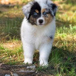 Diablo - Blue merle male Toy Australian Shepherd puppy in Leitchfield, Kentucky from Legendmaker MAS