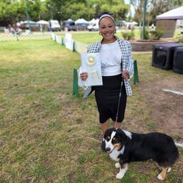 Miniature American Shepherd All Grown Up from Moon Phase Kennel
