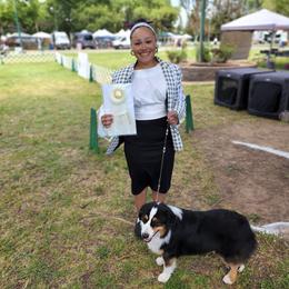 Miniature American Shepherd All Grown Up from Moon Phase Kennel