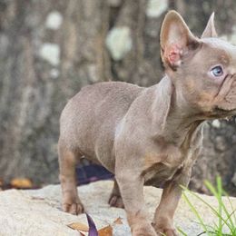 Belen - Cowboy Frenchies - Liver French Bulldog puppy in Greenville, Texas from Cowboy Frenchies
