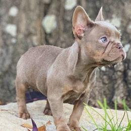 Belen - Cowboy Frenchies - Liver French Bulldog puppy in Greenville, Texas from Cowboy Frenchies
