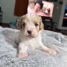 Apricot - Apricot female Cavapoo puppy in Nevada, Missouri from Backroad Fur Babies