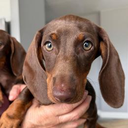 Female 1 - Chocolate and tan female Dachshund puppy in San Diego, California from San Diego Dachshunds