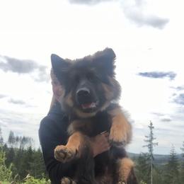 German Shepherd Puppies from Silver Knight Shepherds