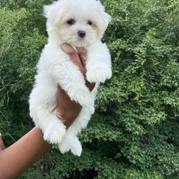 Theodore - White male Poodle puppy in Garner, North Carolina from House of Paws Heritage Nursery